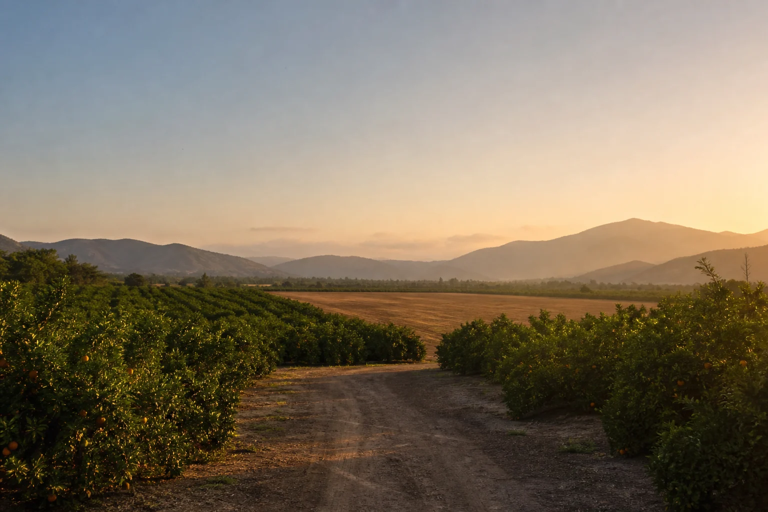 Vista referencial de una plantación de mandarinas en Huaral